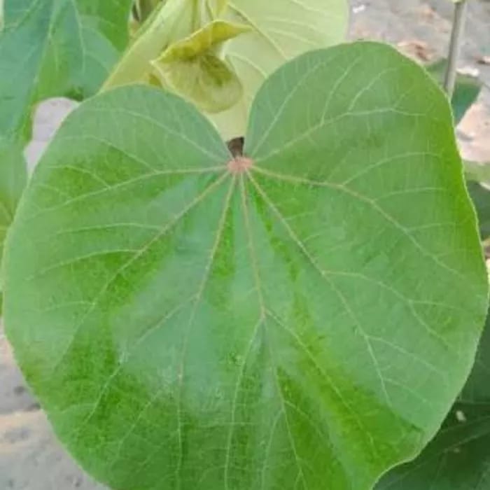 Daun Waru