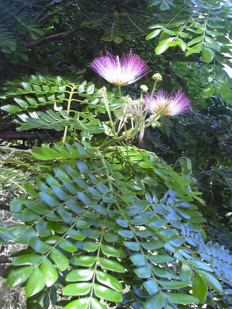 Trembesi