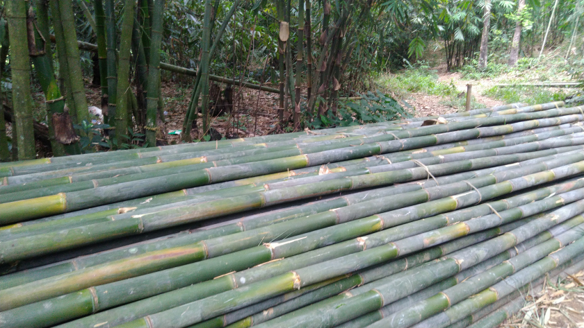Bambu Apus