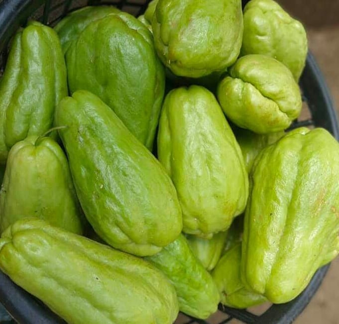 Labu siam (Sechium edule)