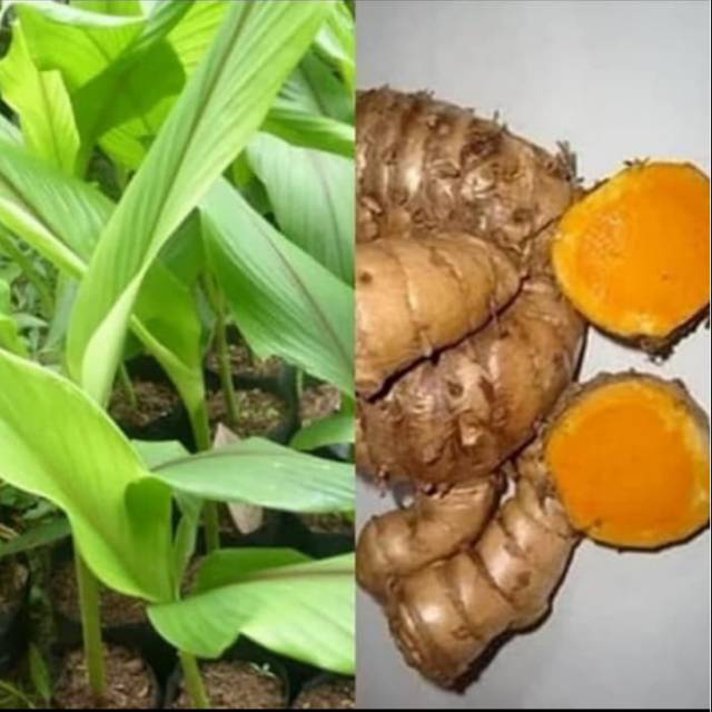 Temulawak