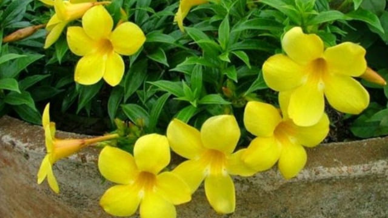Kandungan Alamanda
