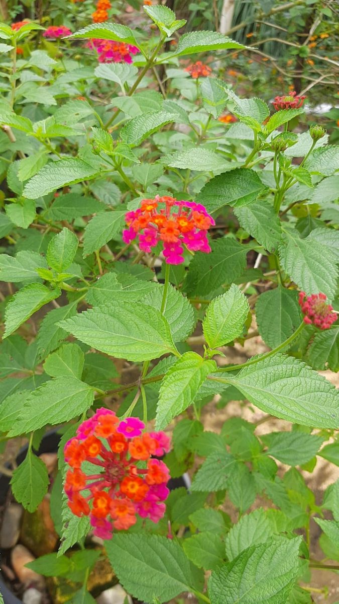 Lantana