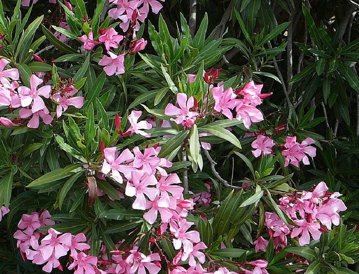 Oleander