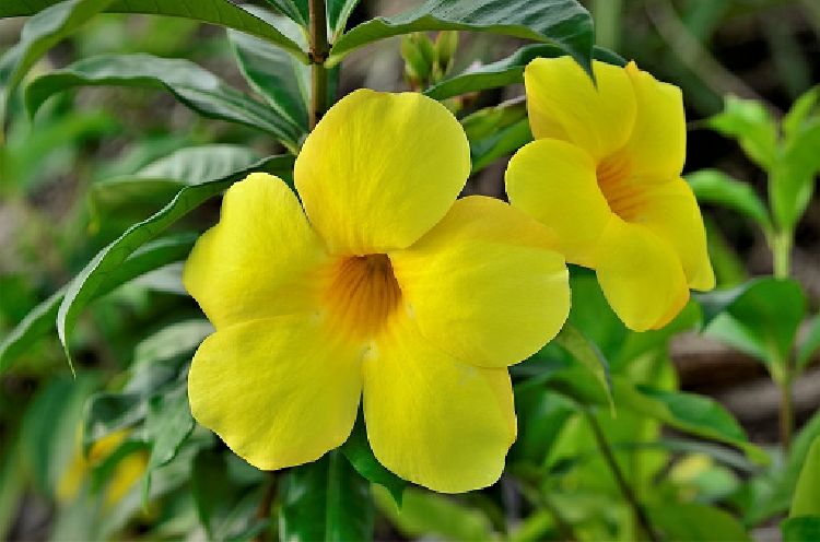 Alamanda