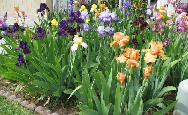 Iris