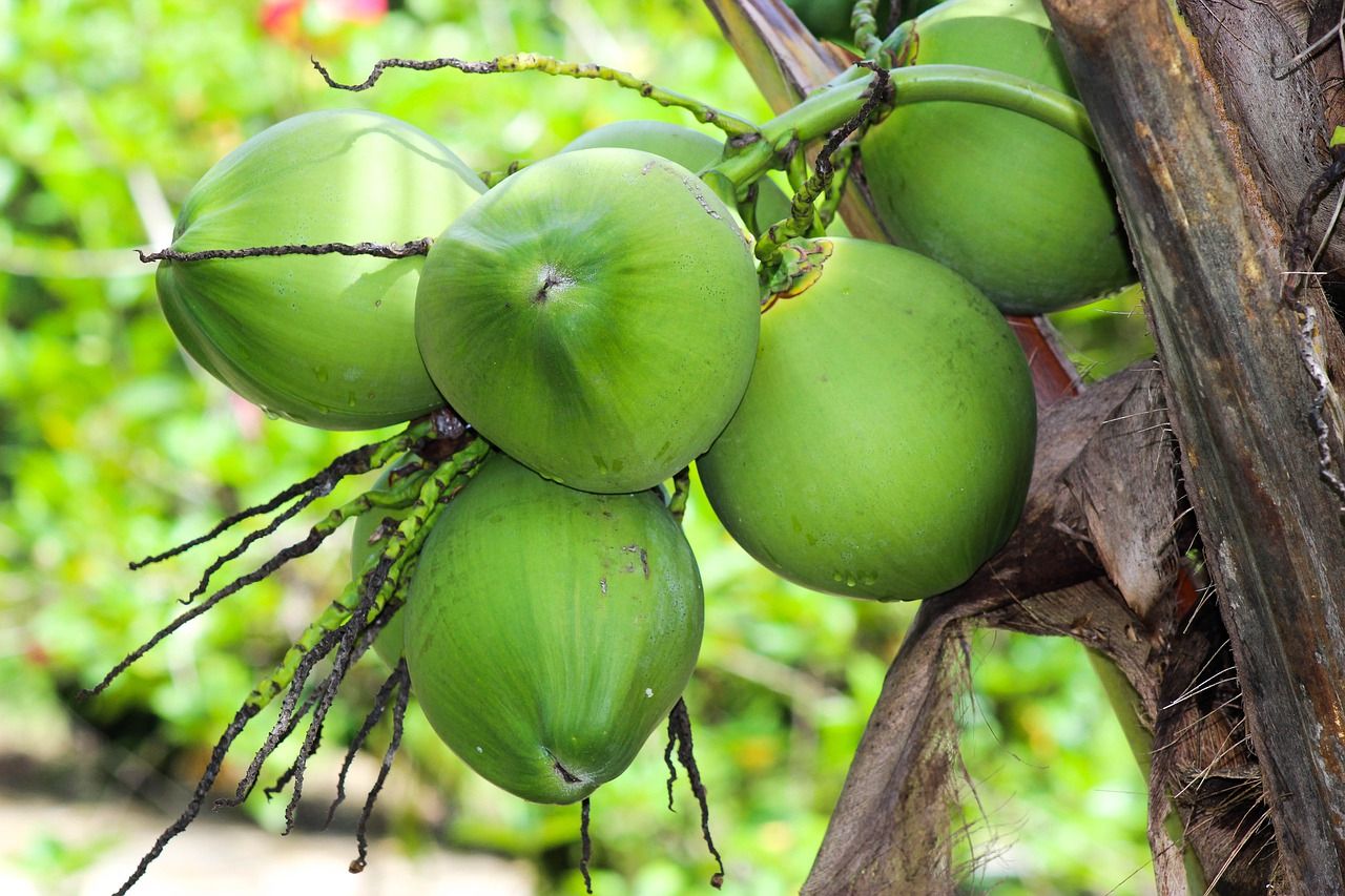 Air Kelapa