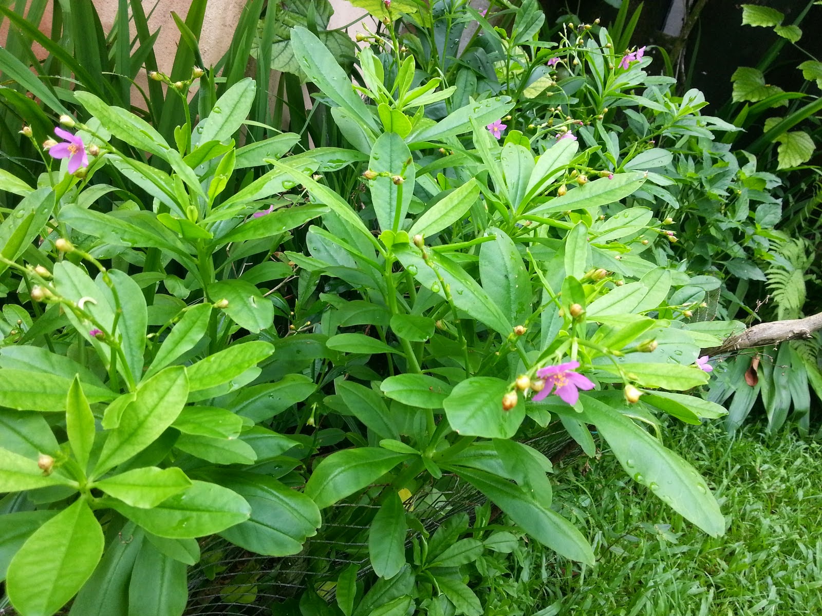 Ginseng Jawa