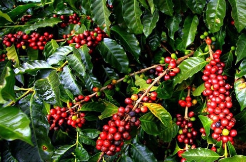 Kopi