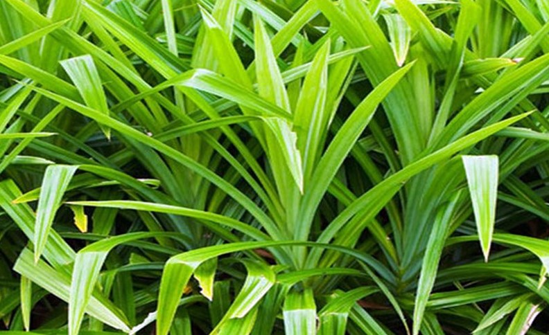 Pandan wangi