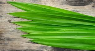 Kandungan Pandan Wangi