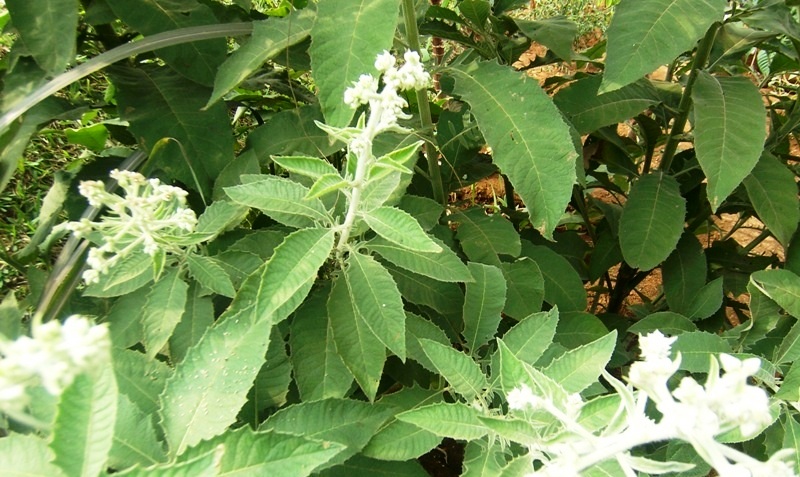 Sembung (Blumea balsamifera)