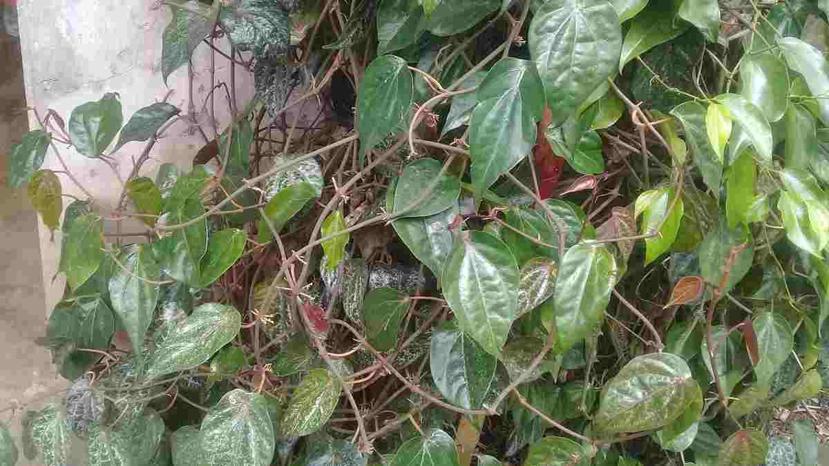 Sirih Merah