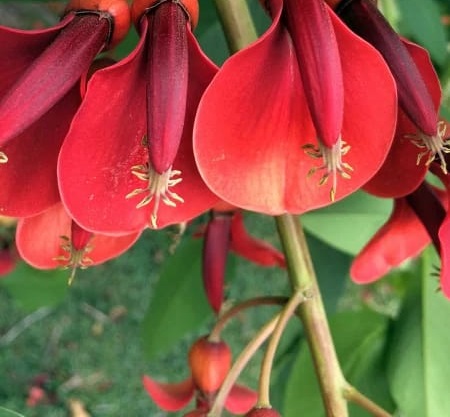 Dadap Merah