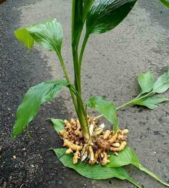 Temu Mangga (Curcuma mangga Val.)