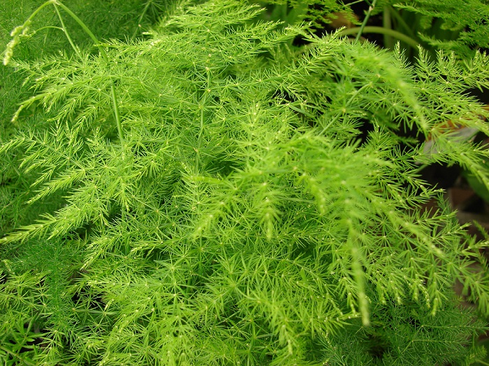 Asparagus