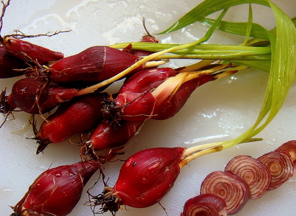 Bawang Sebrang