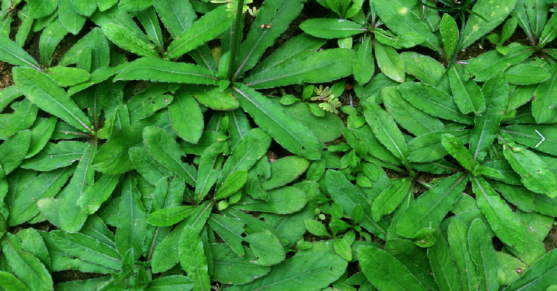 Kandungan Daun Tapak Liman