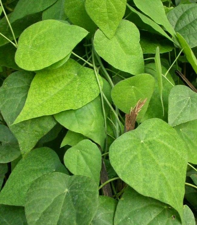 Cincau