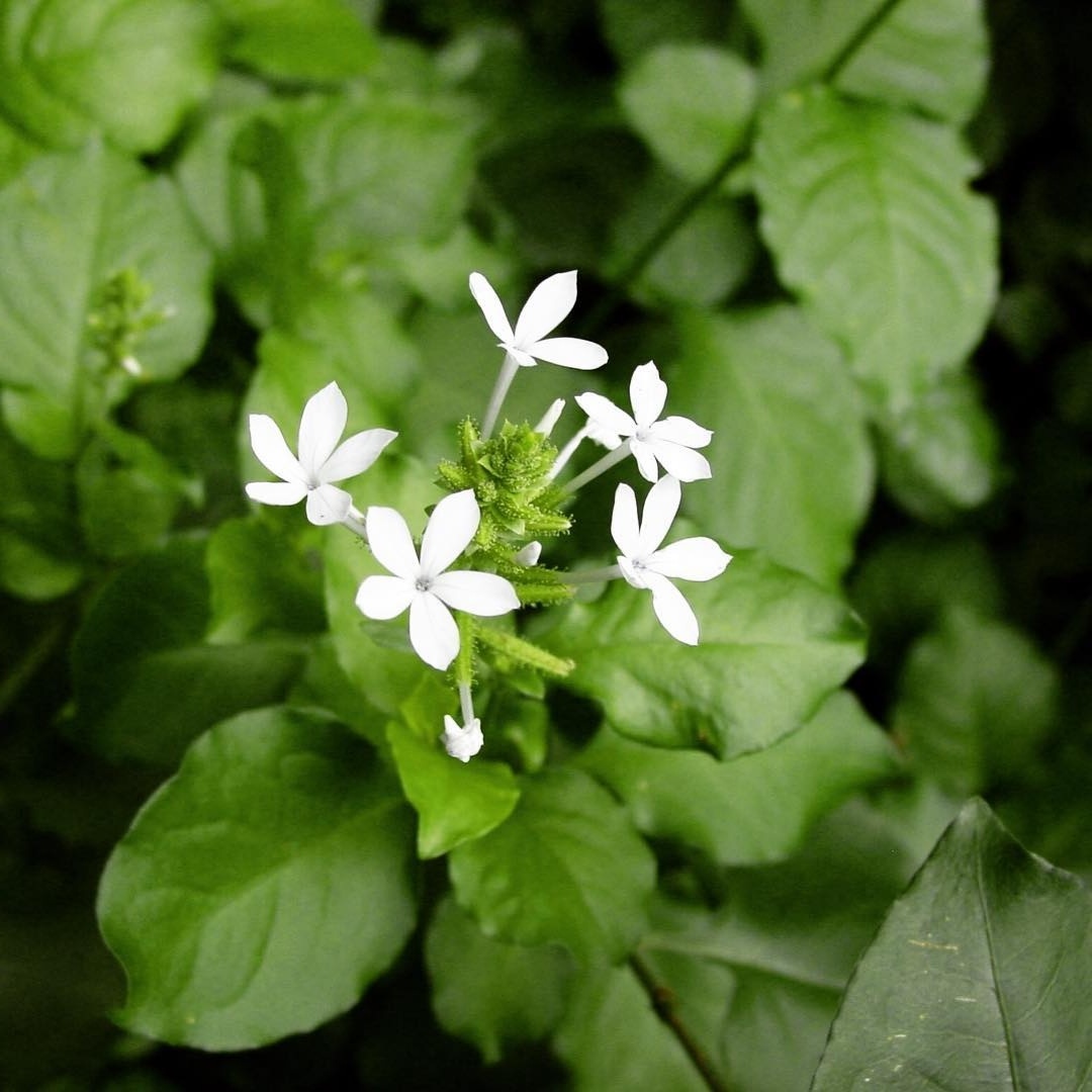 Kandungan Daun Encok