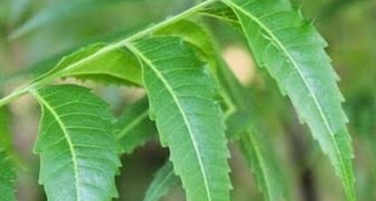 Daun Mimba