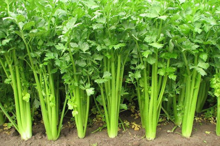 Daun seledri