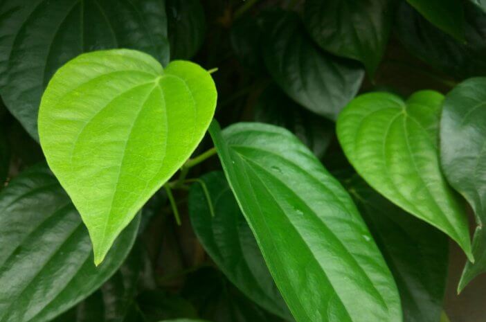 EFEKTIVITAS ANTIBAKTERI EKSTRAK DAUN SIRIH (Piper Betle Linn) TERHADAP Staphylococcus aureus ATCC 25923