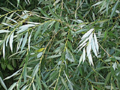 Dedalu