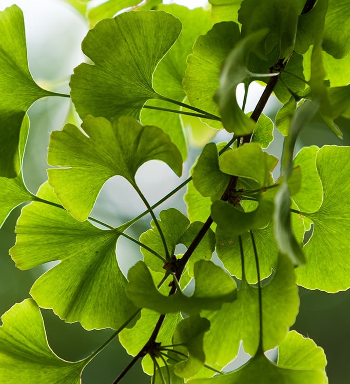 Ginkgo Biloba