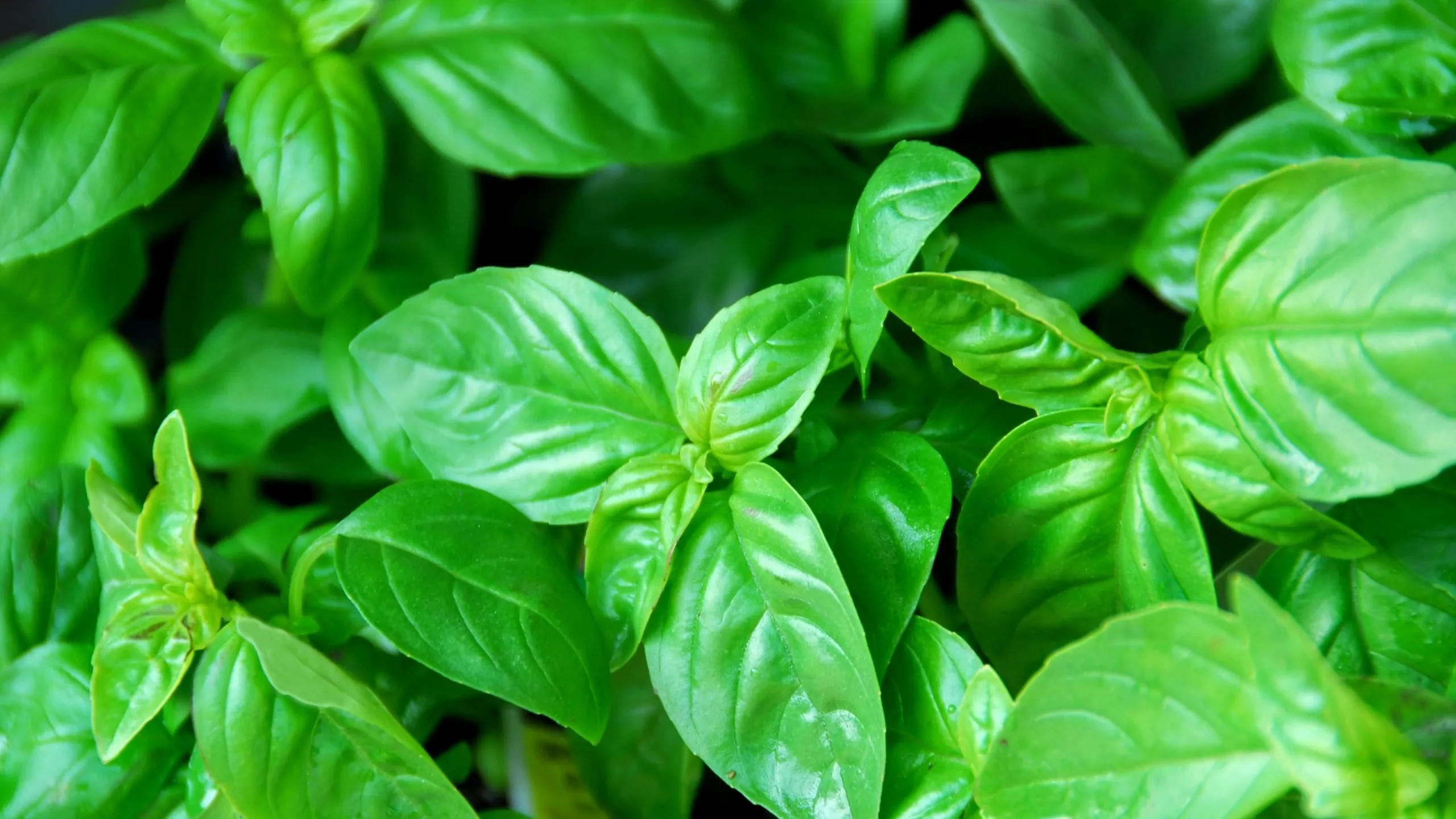 Kemangi (Daun)