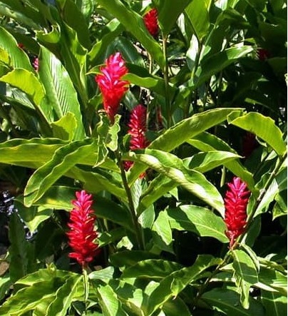 Lengkuas Merah