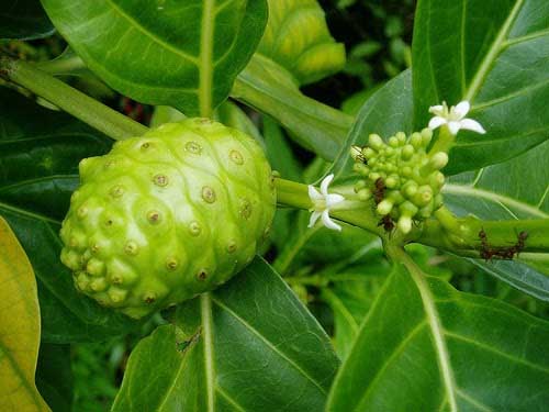 Kandungan Mengkudu