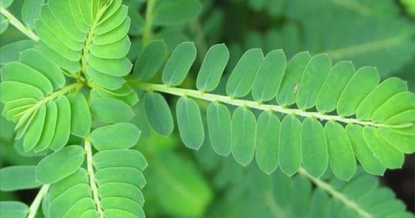 Meniran