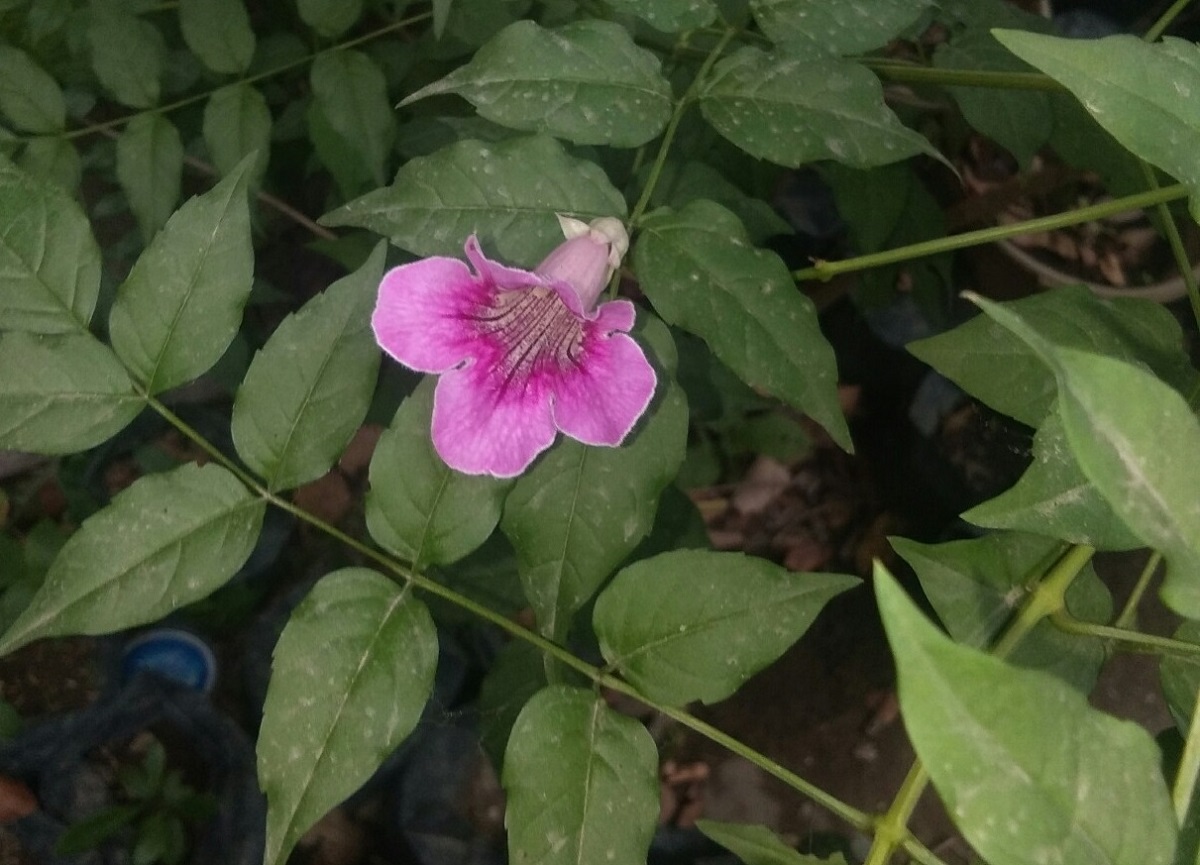 Pancasuda