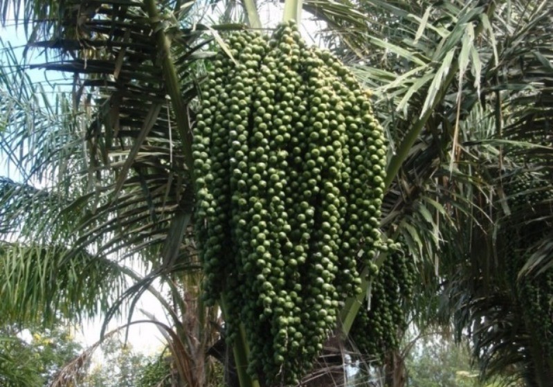 Enau
