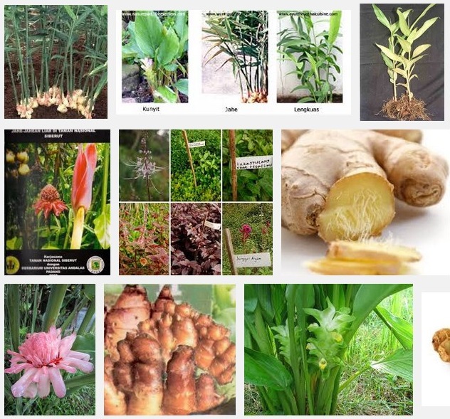 Zingiberaceae