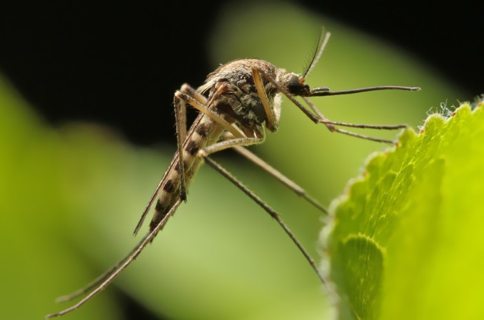 Chikungunya