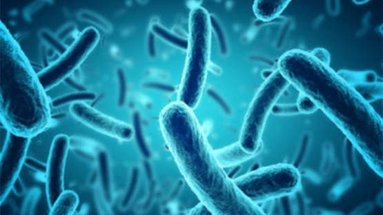 Listeria