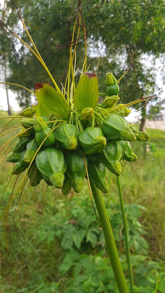 Kandungan Taka