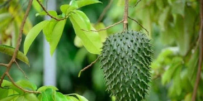 Daun Sirsak