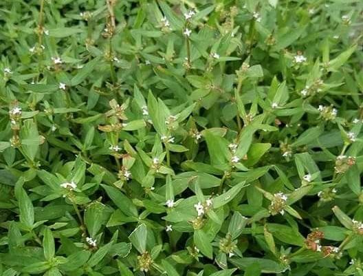 Rumput Mutiara