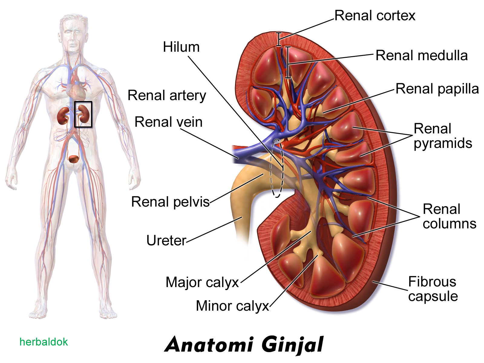 Ginjal (gangguan pada fungsi)