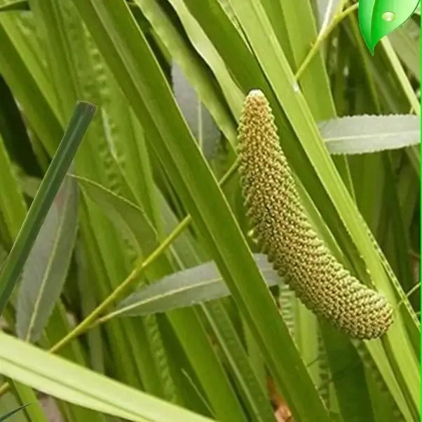 Dlingo (Acorus calamus L)