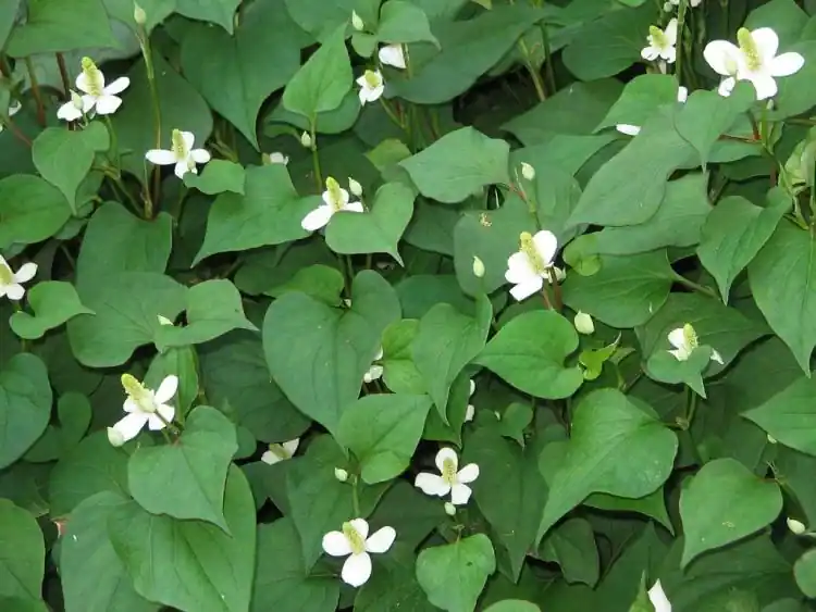 Amis-amisan (Houttuynia cordata)