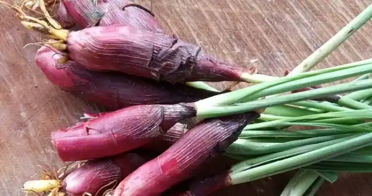 Bawang Dayak