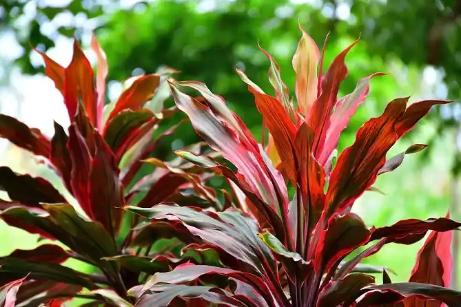 Andong (Cordyline fruticosa