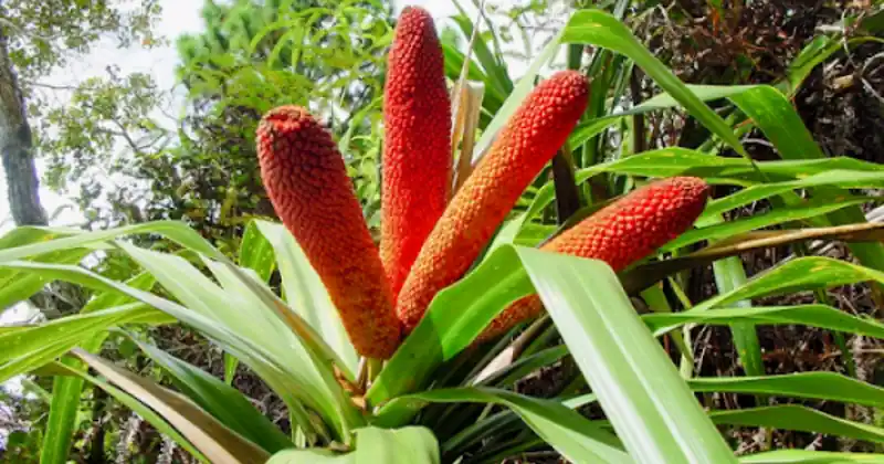 Pandan Merah (Pandanus conoideus)