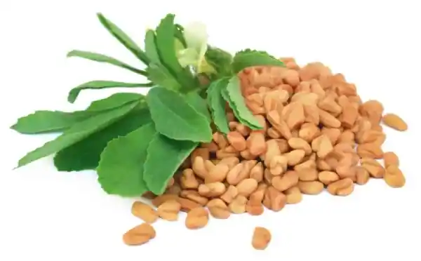 Fenugreek (Trigonella foenum-graecum)