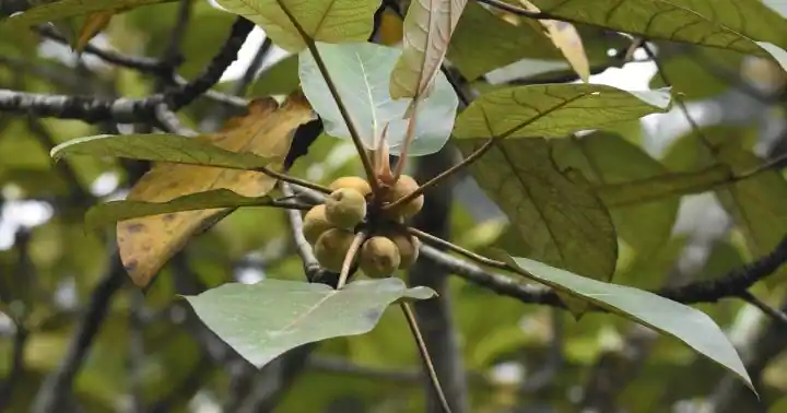 Hamerang (Ficus padana)
