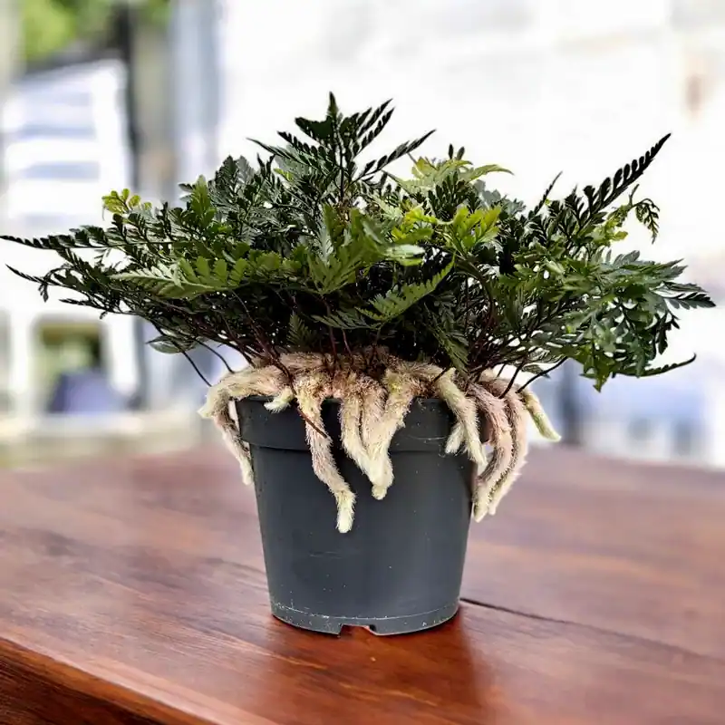 Humata Tyermanii